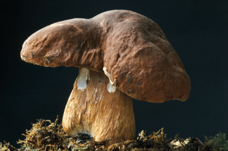 Les champignons