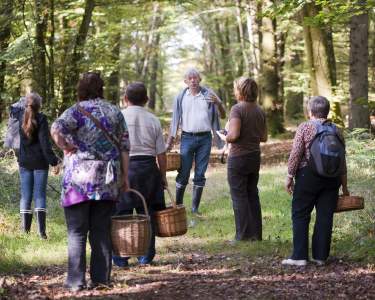 Les Champignons - Le Manoir du Lys