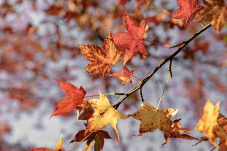 Manoir du Lys · Hôtel Restaurant Normandie · Orne (61) · Offre Automne