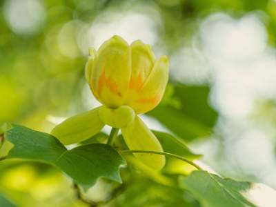 Offre Spéciales • Weekend de Pâques en Normandie | Le Manoir du Lys